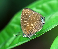 Arhopala democritus