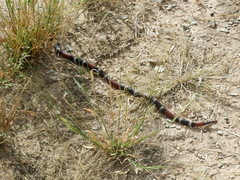 Micrurus pyrrhocryptus