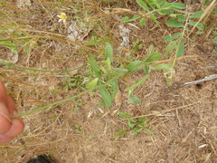 Aphanostephus skirrhobasis