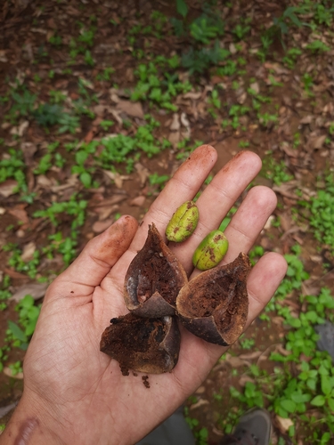 Dysoxylum gotadhora, photograph 2