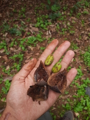 author not stated, no rights reserved Dysoxylum gotadhora, photograph author not stated, no rights reserved