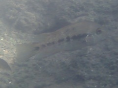 Herichthys pantostictus