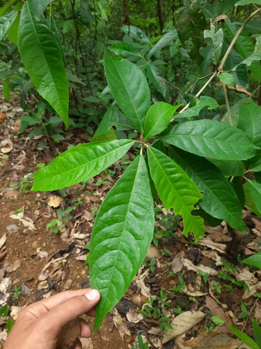 Croton persimilis observed 2024-05-10