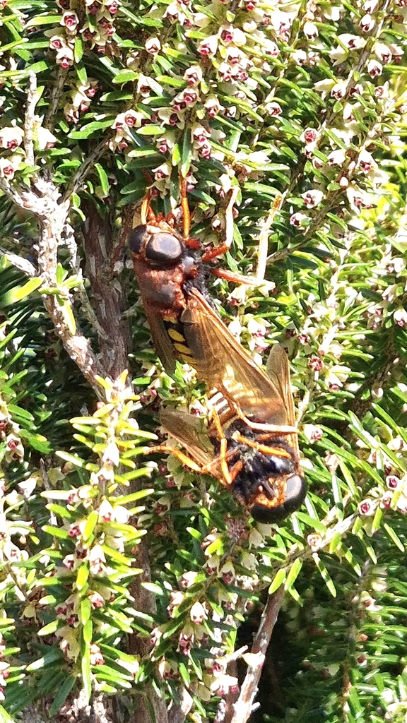 Tabanus barbarus