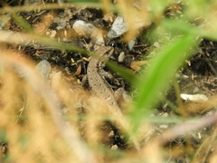 Liolaemus chacoensis