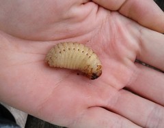 Osmoderma subplanata