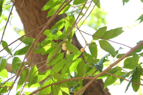 Law's aglaia (Aglaia lawii)
