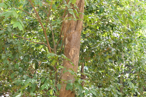 Aglaia lawii, photograph 2