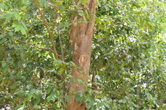 Aglaia lawii, photograph (c) Dinesh Valke, some rights reserved (CC BY-SA)