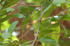 Aglaia lawii, photograph (c) Dinesh Valke, some rights reserved (CC BY-SA)