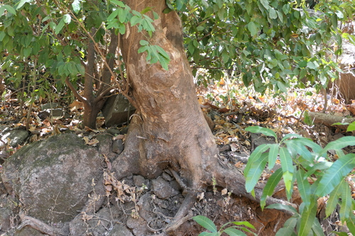 Aglaia lawii, photograph 4