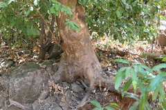 Aglaia lawii, photograph (c) Dinesh Valke, some rights reserved (CC BY-SA)
