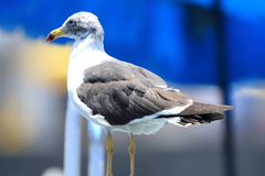 Larus belcheri