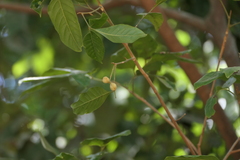 Aglaia lawii, photograph (c) Dinesh Valke, some rights reserved (CC BY-SA)