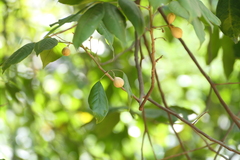 Aglaia lawii, photograph (c) Dinesh Valke, some rights reserved (CC BY-SA)
