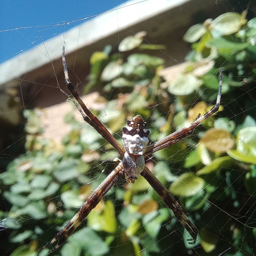 Silver Garden Orbweaver