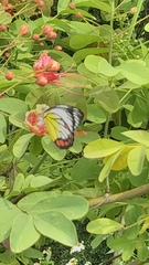 Delias hyparete luzonensis