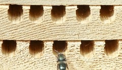 Osmia lignaria propinqua