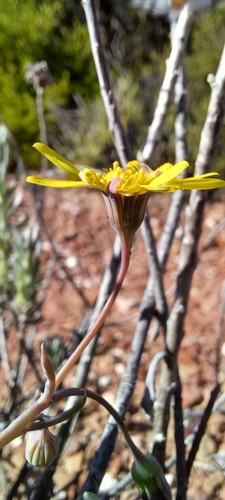 Crassothonna protecta