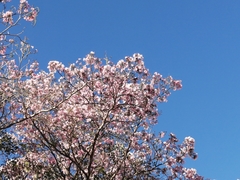 Handroanthus impetiginosus