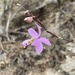 Barkeria dorotheae - Photo (c) Jason Jones, algunos derechos reservados (CC BY-NC), subido por Jason Jones