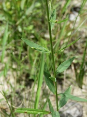 Linum striatum