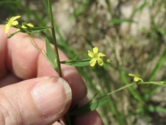 Linum striatum