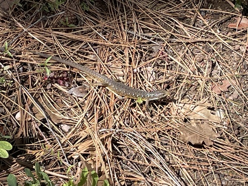 iNaturalist observation photo of Northern Alligator Lizard