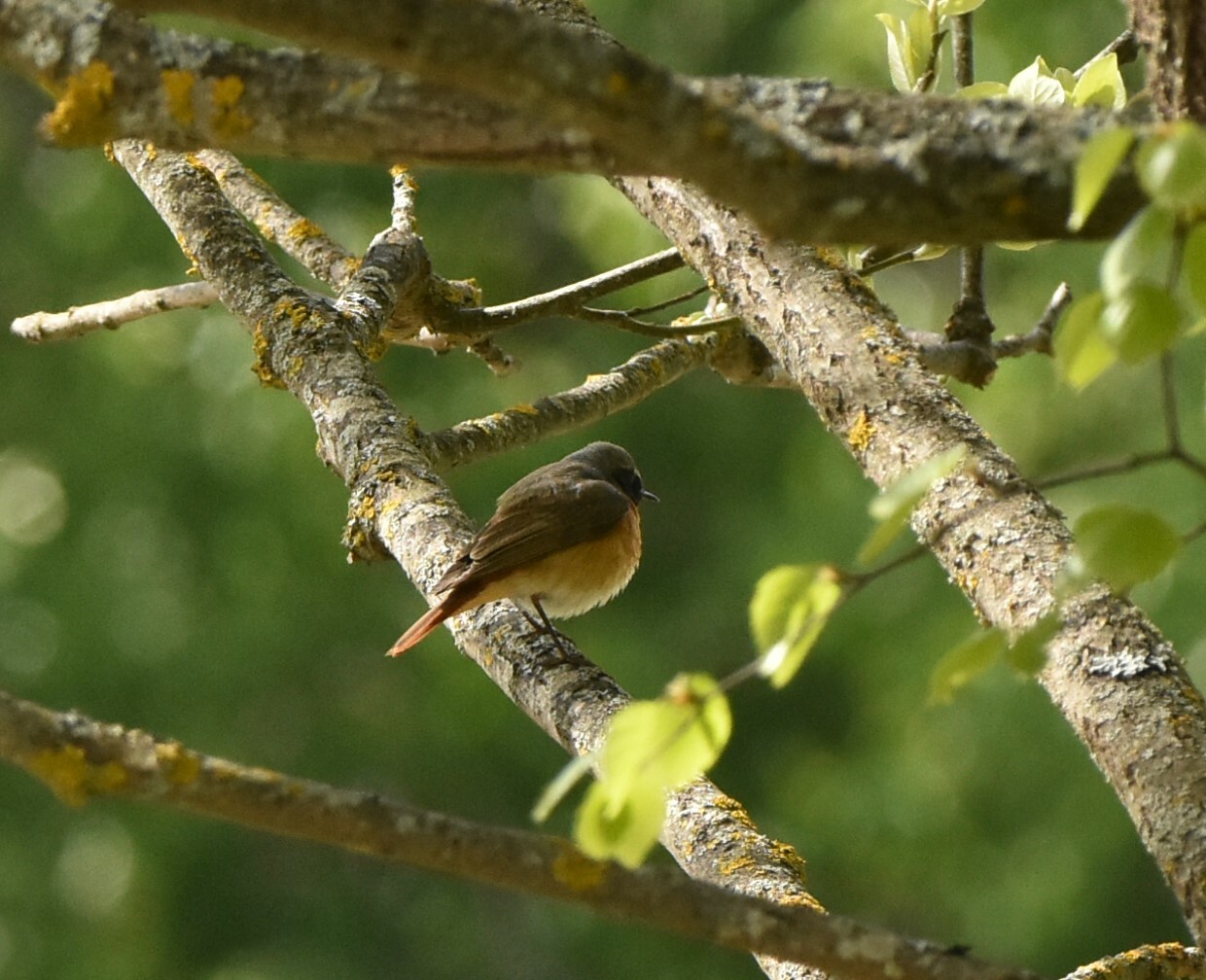 Common Redstart