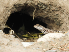 Tropidurus etheridgei