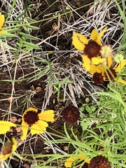 Rudbeckia amplexicaulis