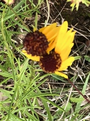 Rudbeckia amplexicaulis
