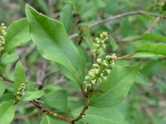 Ditrysinia fruticosa