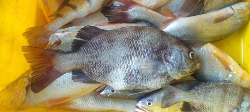 Carruco grunt (Genyatremus pacifici) — Haemulidae