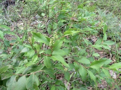 Ditrysinia fruticosa