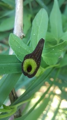 Aristolochia pentandra
