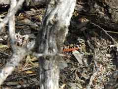 Vanzosaura rubricauda