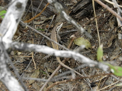 Liolaemus chacoensis