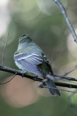 Empidonax virescens