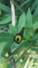 Aristolochia pentandra