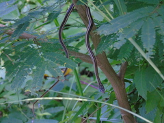 Salvadora lemniscata