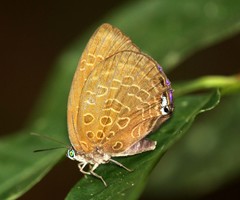 Arhopala hellada