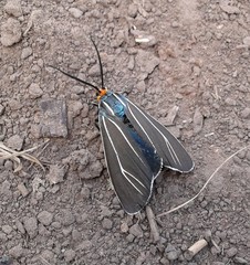 Ctenucha cressonana