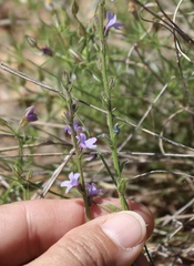 Verbena plicata