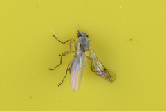 Cerodontha australis