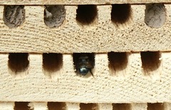 Osmia lignaria propinqua