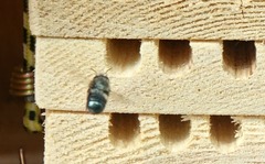 Osmia lignaria propinqua
