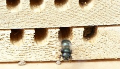 Osmia lignaria propinqua