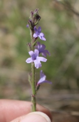 Verbena plicata