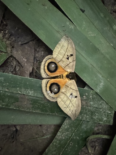 Automeris curvilinea